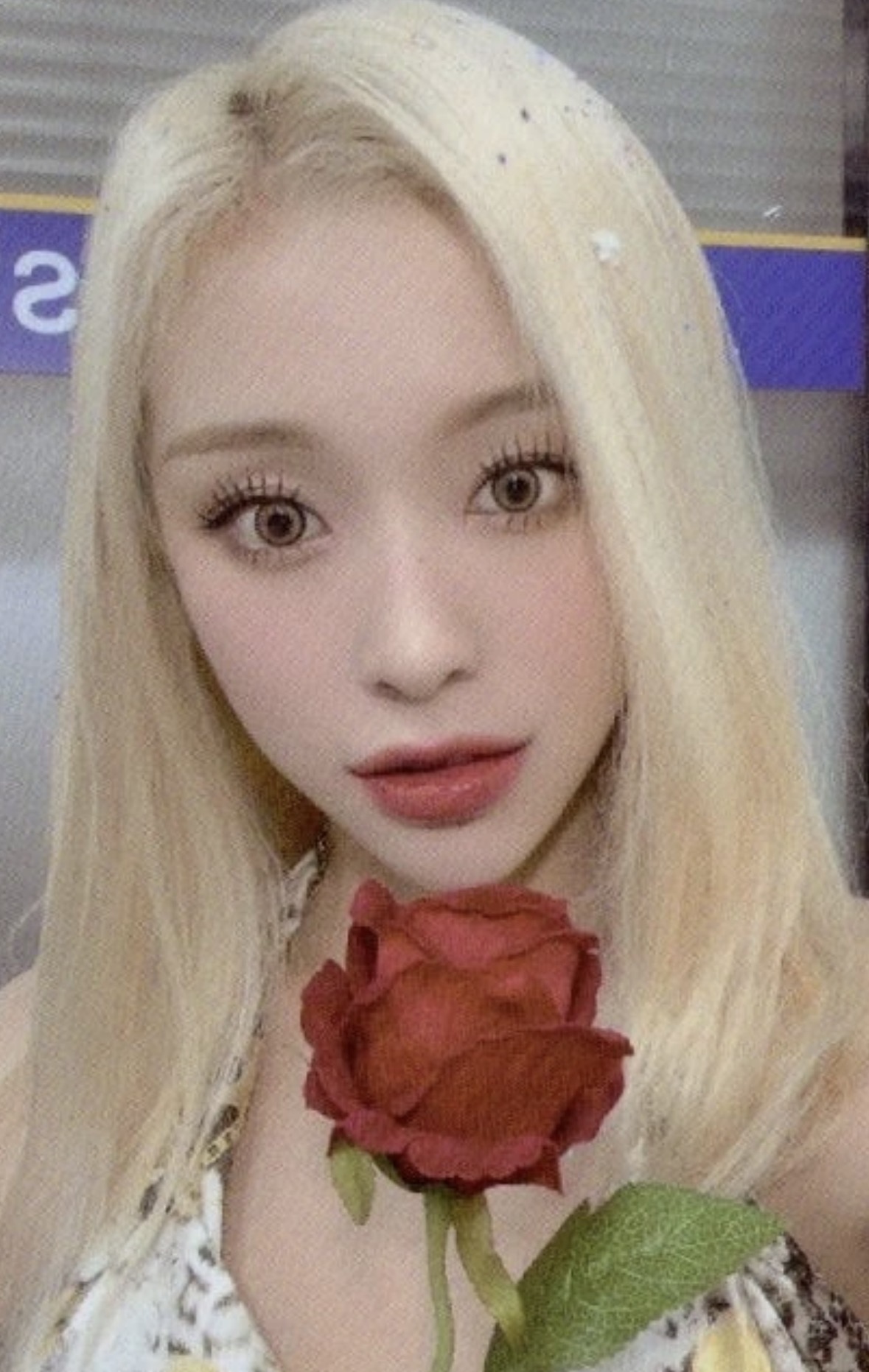 Luck Inside 7 Doors Tour Trading card 1.0 rose